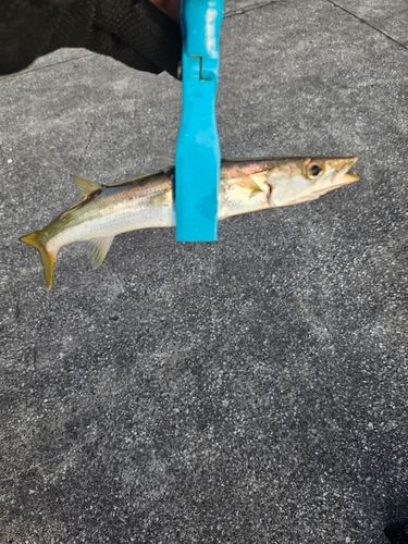 カマスの釣果