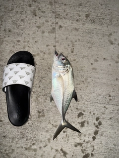 メッキの釣果