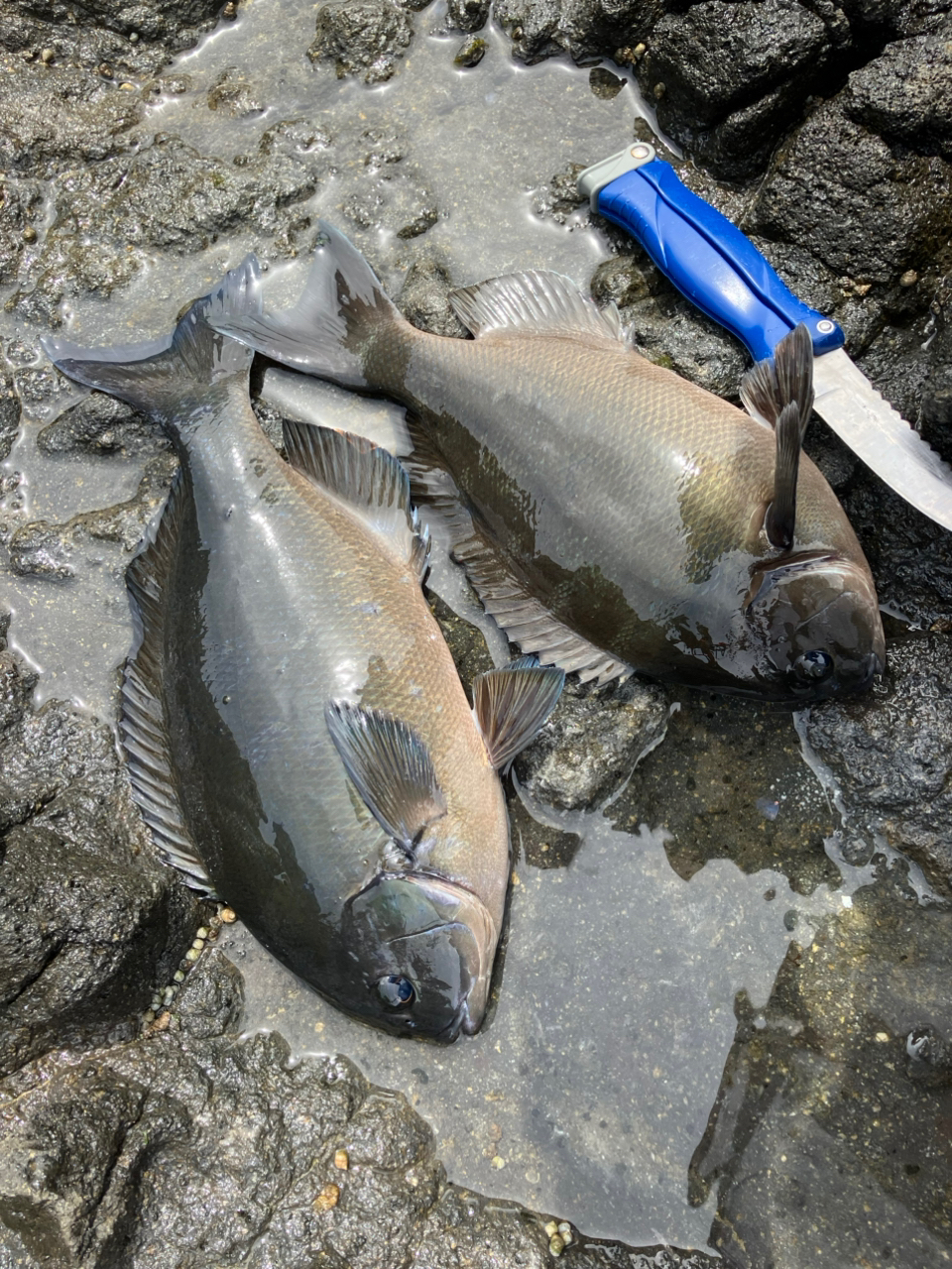 オナガグレの釣果・釣り情報まとめ【2025年最新 オナガグレの釣果・釣り情報まとめ【2025年最新