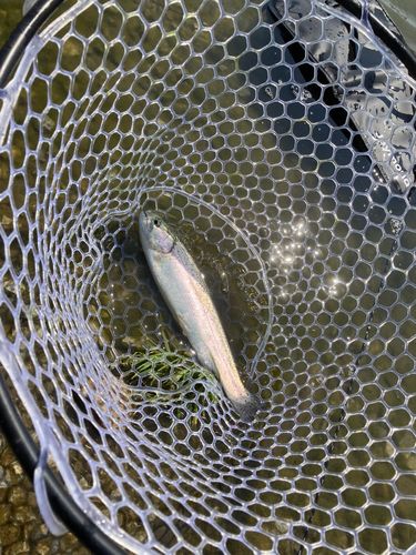 ニジマスの釣果