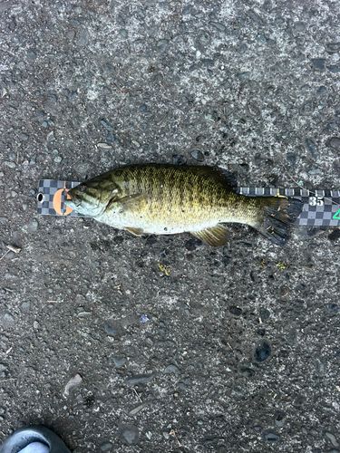 スモールマウスバスの釣果
