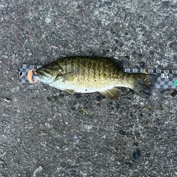 スモールマウスバス