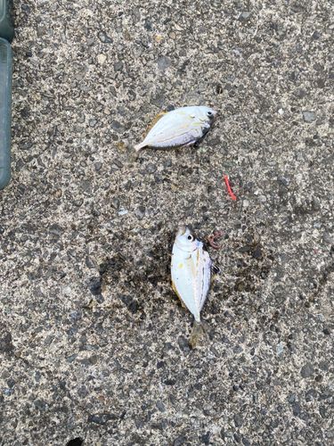 ヒイラギの釣果