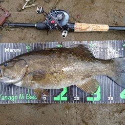 スモールマウスバス