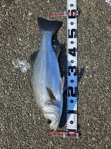 ハクラ（ヒラスズキ）の釣果