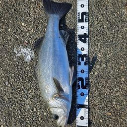 ハクラ（ヒラスズキ）