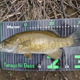 スモールマウスバス