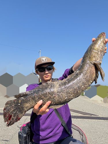 ライギョの釣果