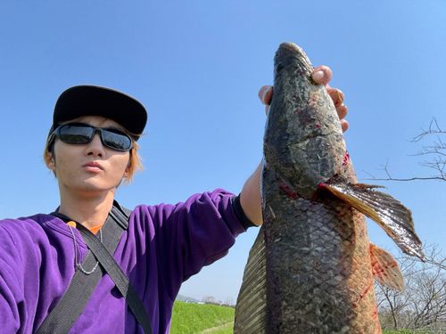 ライギョの釣果