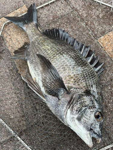 クロダイの釣果
