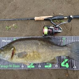 スモールマウスバス