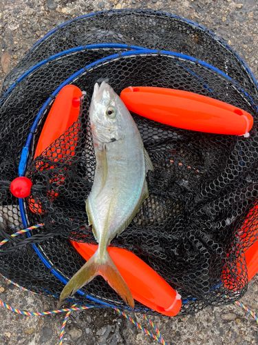シマアジの釣果