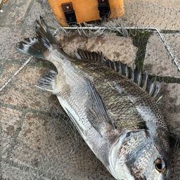 クロダイ