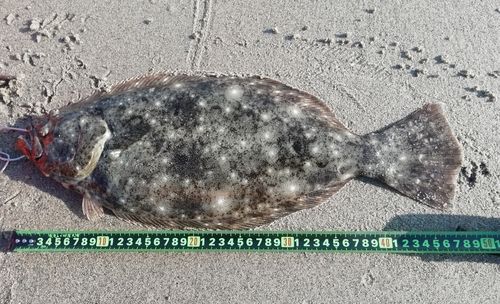 ヒラメの釣果