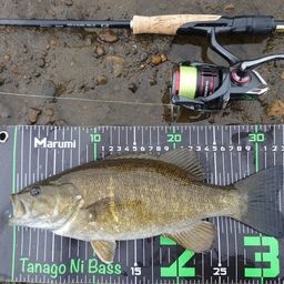 スモールマウスバス