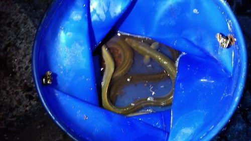 ウナギの釣果