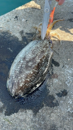 モンゴウイカの釣果