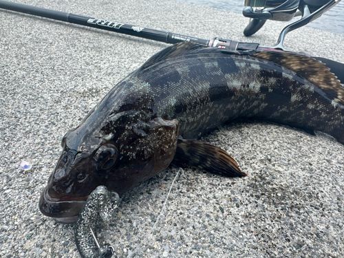 アイナメの釣果