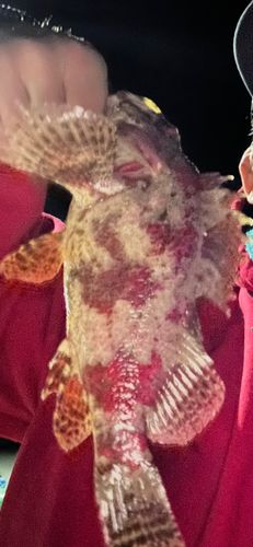 ヨロイメバルの釣果