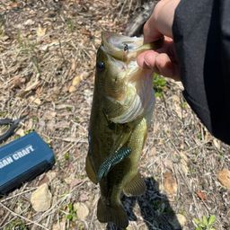 ラージマウスバス