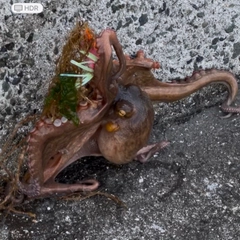 マダコの釣果