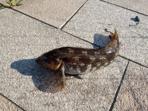 アイナメの釣果