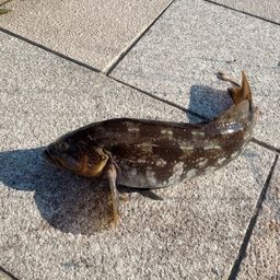 アイナメ