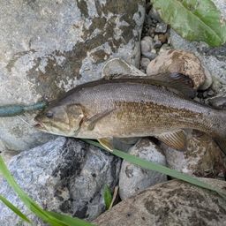 スモールマウスバス