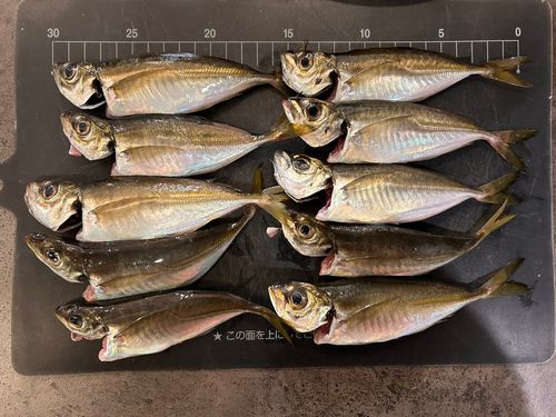 アジの釣果