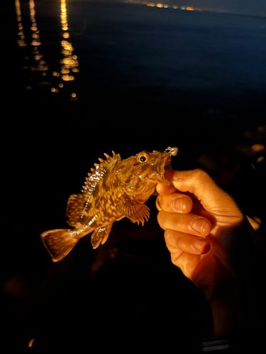 ガシラの釣果