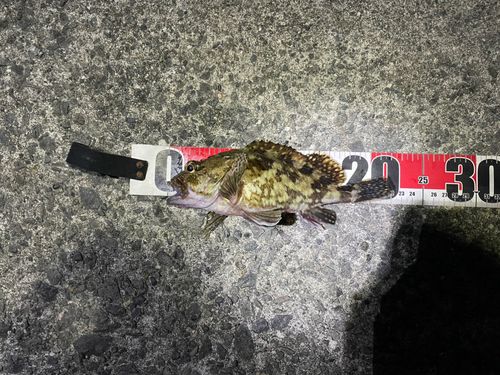 アラカブの釣果