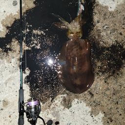 アオリイカ