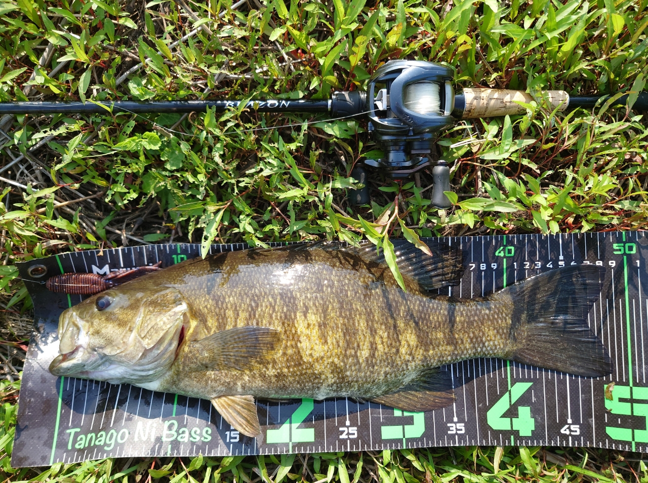 DAIWA 21ブレイゾン C67MH-2・FRの最安値・インプレ・釣果