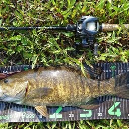 スモールマウスバス