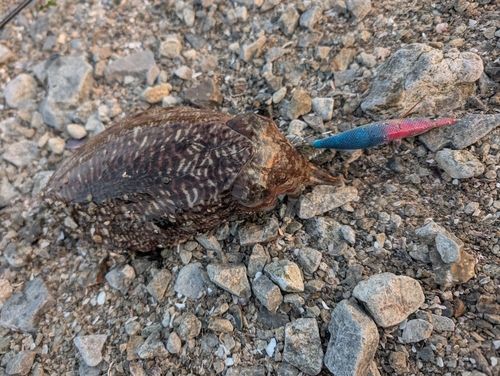 ハリイカの釣果