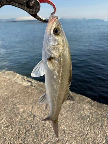 セイゴ（マルスズキ）の釣果