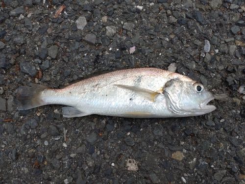 イシモチの釣果