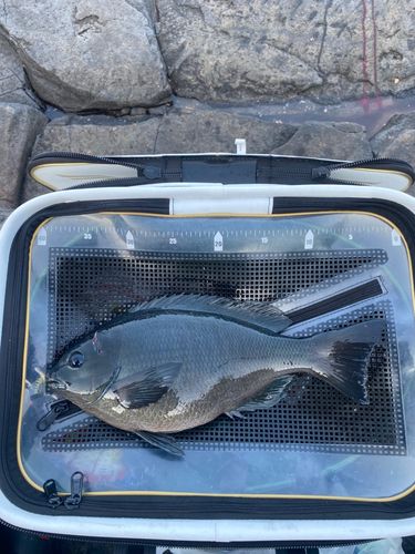 メジナの釣果