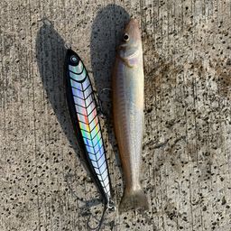 シロギス
