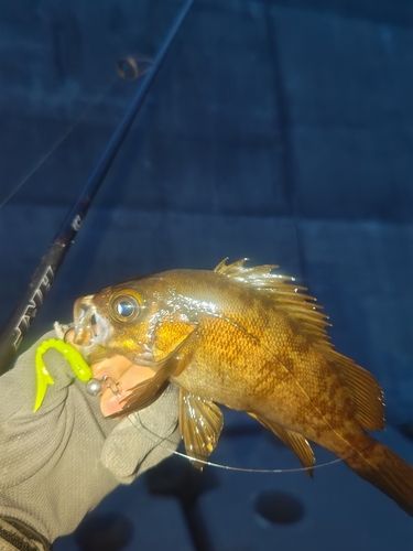 メバルの釣果