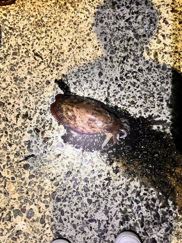 モンゴウイカ