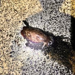 モンゴウイカ
