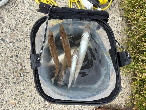 シロギスの釣果