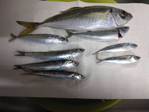アジの釣果