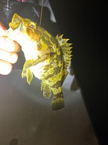 タケノコメバルの釣果