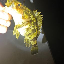 タケノコメバル