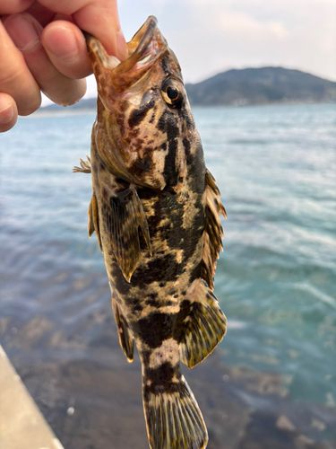 ベッコウゾイの釣果
