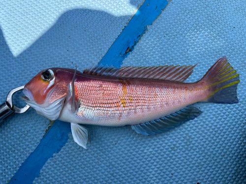 アマダイの釣果