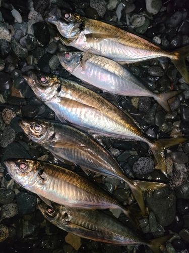 アジの釣果