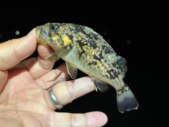 クロソイの釣果